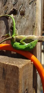 Two lizards, one green and one brown, on textured wood with an orange cable.