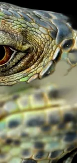 Close-up of a vibrant lizard's eye with detailed scales and rich colors.