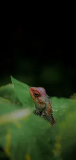 Lizard peeking through lush green leaves, capturing natural beauty.