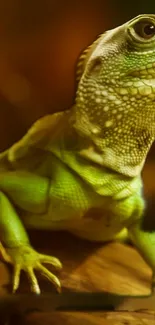 Green lizard on wooden surface, vibrant mobile wallpaper.