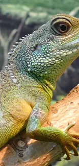 Close-up of a lizard on a branch with vibrant green colors.