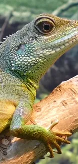 Close-up of a vibrant lizard on a branch, showcasing natural colors.