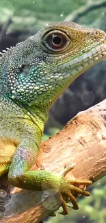 Vibrant green lizard perched on a wooden branch with a blurred background.