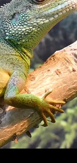 Vibrant green lizard resting on a branch in a forested background.