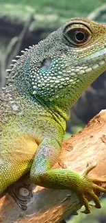 Close-up of a vibrant green lizard resting on a branch in nature.