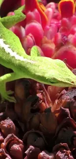 Green lizard resting on vibrant pink and red flower.