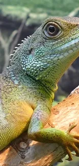 A colorful lizard rests on a tree branch, showcasing vibrant green tones.