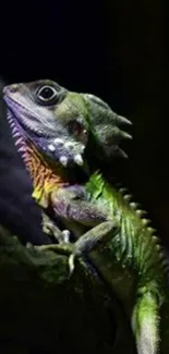 Vibrant green lizard on a dark background.