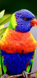 Brightly colored lorikeet with blue, orange, and green feathers.