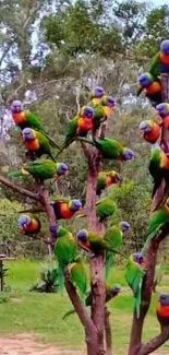 Cluster of lorikeets perched on a tree in a vibrant, natural setting.