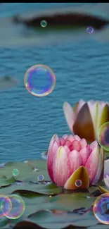 Pink lotus flowers with colorful bubbles on blue water surface wallpaper.