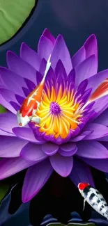 Purple lotus flower with koi fish on water.