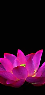 Vibrant pink lotus flower on black background wallpaper.