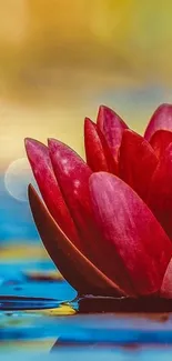 Vibrant pink water lily on a tranquil pond.