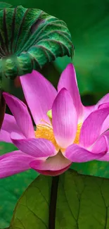 Vibrant pink lotus blossom with lush green leaves.