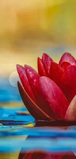 Vibrant red lotus blossom with blue water backdrop.