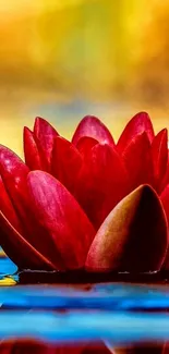 Vibrant red lotus floating on water, serene view.