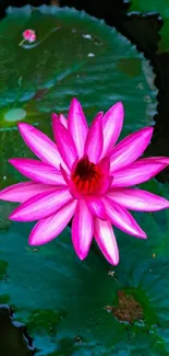 Vibrant pink lotus flower on green lily pads wallpaper.