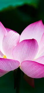 Pink lotus flower with green leaves background.