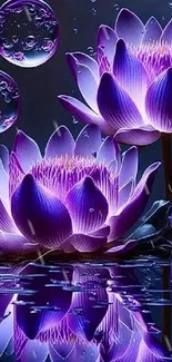 Vibrant purple lotus blossoms with reflections.