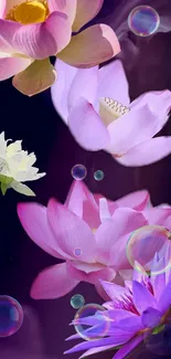 Vibrant wallpaper with lotus flowers and bubbles on a purple background.