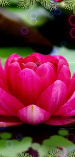 Vibrant pink lotus flower surrounded by green leaves and hexagon patterns.