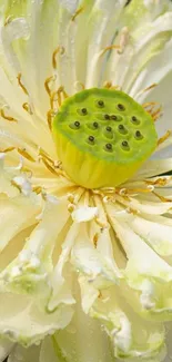 Close-up of a vibrant lotus flower with dew drops and yellow-green hues.