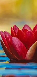 Red lotus flower reflecting on serene water, vibrant and elegant.