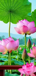 Vibrant lotus flowers with green leaves in a serene natural setting.