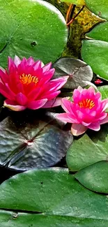 Bright pink lotus flowers on green leaves wallpaper.