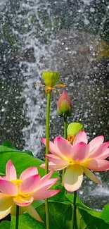 Lotus flowers bloom in a vibrant, serene water garden.