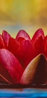 Red lotus flower against a calming background.