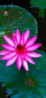 Vibrant pink lotus flower on green lily pads wallpaper.