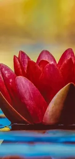 Vibrant red lotus flower on reflective water creating a serene mobile wallpaper.