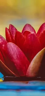 Vibrant red lotus flower with serene water.