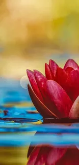 Vibrant red lotus flower on water in a serene nature setting.