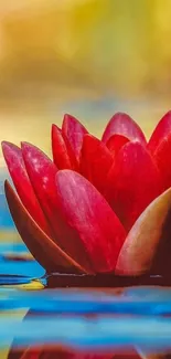 Vibrant red lotus flower on tranquil water background.