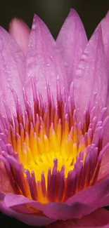 Close-up of a pink lotus flower with dewdrops on petals.