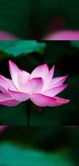 Pink lotus flower on dark green background.