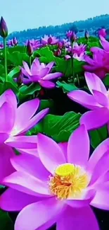 Vibrant pink lotus flowers in a lush green field.