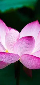 Vibrant lotus flower with green leaves background.