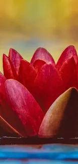 Vibrant red lotus flower with soft focus background.