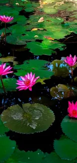 Pink lotus flowers in a green pond mobile wallpaper.