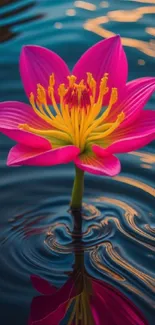 Vibrant pink lotus reflecting in water with ripples.