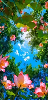 Vibrant lotus flowers under a blue sky.