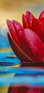 Vibrant red lotus flower with water reflection on phone wallpaper.