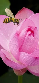 Pink lotus with a bee on a serene background.