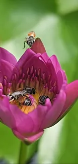 Purple lotus with bees against green leaves.