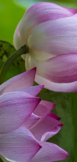 Pink lotus flowers with green leaves wallpaper.