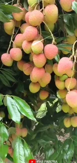 Vibrant wallpaper of ripe lychee fruits hanging among green leaves.